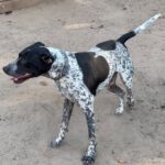 Pointer Mischling Aladin, 07/2024, ca. 60 cm, 06889 Lutherstadt Wittenberg