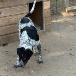 Pointer Mischling Aladin, 07/2024, ca. 60 cm, 06889 Lutherstadt Wittenberg