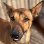 Podenco Mischling Alicia, 10/2024, ca. 45 cm