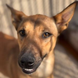 Podenco Mischling Alicia, 10/2024, ca. 45 cm