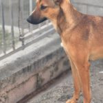 Podenco Mischling Alicia, 10/2024, ca. 45 cm