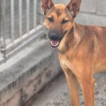 Podenco Mischling Alicia, 10/2024, ca. 45 cm