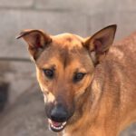 Podenco Mischling Alicia, 10/2024, ca. 45 cm