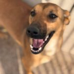 Podenco Mischling Alicia, 10/2024, ca. 45 cm
