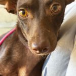 Podenco Alison, 09/2025, Endgröße ca. 40 cm