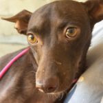 Podenco Alison, 09/2025, Endgröße ca. 40 cm