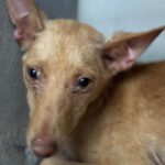 Podenco Amaya, 11/2025 ,Endgröße ca. 40 cm