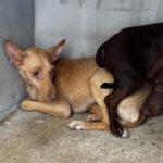 Podenco Amaya, 11/2025 ,Endgröße  ca. 40 cm