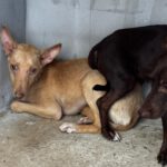 Podenco Amaya, 11/2025 ,Endgröße  ca. 40 cm