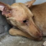Podenco Amaya, 11/2025 ,Endgröße  ca. 40 cm