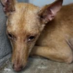 Podenco Amaya, 11/2025 ,Endgröße  ca. 40 cm