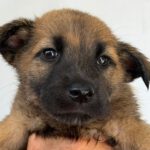 Malinois Mischling Amora, 03/2026, Endgröße ca. 50- 60 cm