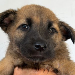 Malinois Mischling Amora, 03/2026, Endgröße ca. 50- 60 cm