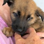 Malinois Mischling Amora, 03/2026, Endgröße ca. 50- 60 cm