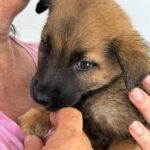 Malinois Mischling Amora, 03/2026, Endgröße ca. 50- 60 cm