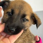 Malinois Mischling Amora, 03/2026, Endgröße ca. 50- 60 cm