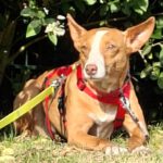 Podenco Anita, 10/2020, ca. 40cm