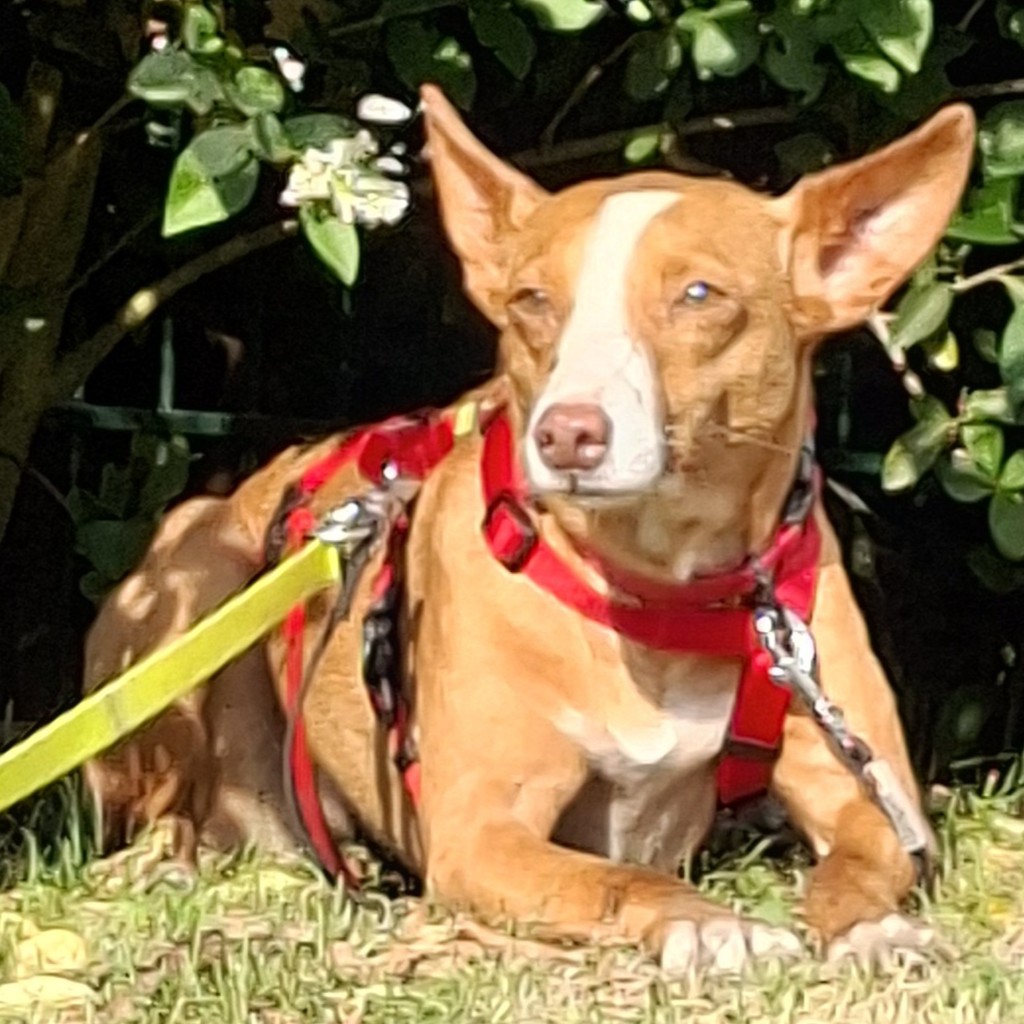 Podenco Anita, 10/2020, ca. 40cm