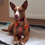 Podenco Anita, 10/2020, ca. 40cm