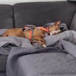 Podenco Anita, 10/2020, ca. 40cm