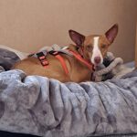 Podenco Anita, 10/2020, ca. 40cm
