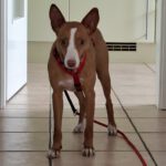 Podenco Anita, 10/2020, ca. 40cm