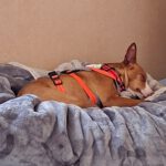 Podenco Anita, 10/2020, ca. 40cm