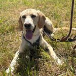 Labrador Mischling Anubys, 07/2025, ca. 60 cm, 49201 Dissen