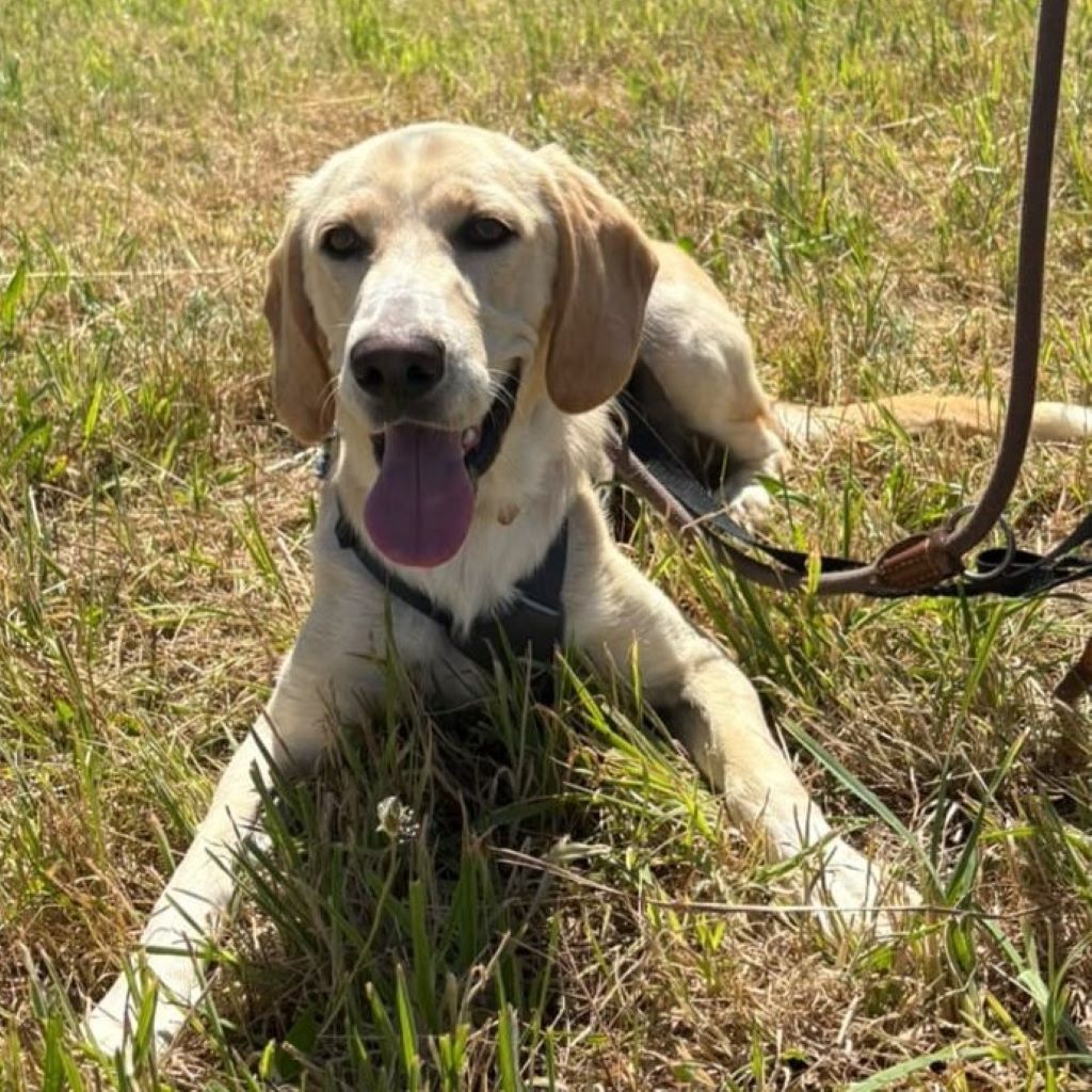 Labrador Mischling Anubys, 07/2025, ca. 60 cm, 49201 Dissen