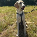 Labrador Mischling Anubys, 07/2025, ca. 60 cm, 49201 Dissen