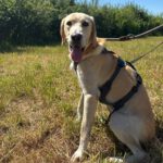 Labrador Mischling Anubys, 07/2025, ca. 60 cm, 49201 Dissen