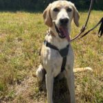 Labrador Mischling Anubys, 07/2025, ca. 60 cm, 49201 Dissen