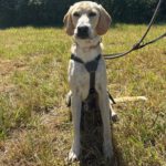 Labrador Mischling Anubys, 07/2025, ca. 60 cm, 49201 Dissen