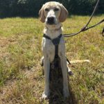 Labrador Mischling Anubys, 07/2025, ca. 60 cm, 49201 Dissen