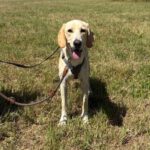 Labrador Mischling Anubys, 07/2025, ca. 60 cm, 49201 Dissen
