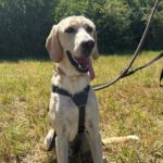 Labrador Mischling Anubys, 07/2025, ca. 60 cm, 49201 Dissen