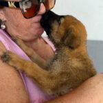 Malinois Mischling Apple, 03/2026, Endgröße ca. 50- 60 cm