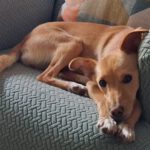Podenco Ariel, 03/2025, ca. 40 cm