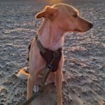 Podenco Ariel, 03/2025, ca. 40 cm