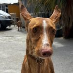 Podenco Attila, 01/2025, ca. 60 cm
