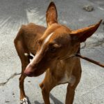 Podenco Attila, 01/2025, ca. 60 cm