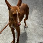 Podenco Attila, 01/2025, ca. 60 cm