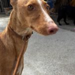 Podenco Attila, 01/2025, ca. 60 cm