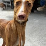 Podenco Attila, 01/2025, ca. 60 cm