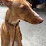 Podenco Attila, 01/2025, ca. 60 cm