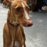 Podenco Attila, 01/2025, ca. 60 cm