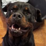 Rottweiler Baguera, 07/2021, ca. 60 cm