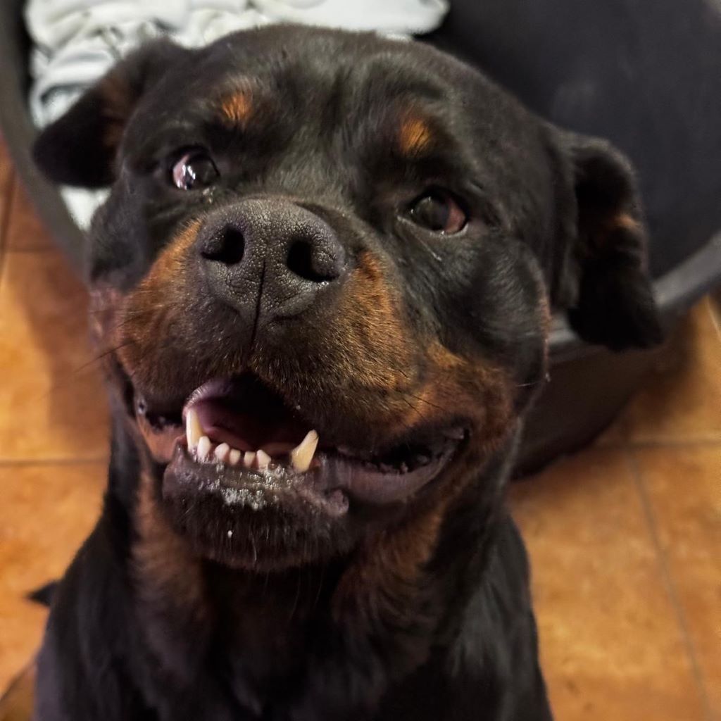 Rottweiler Baguera, 07/2021, ca. 60 cm