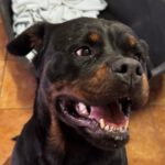 Rottweiler Baguera, 07/2021, ca. 60 cm