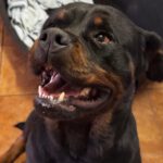 Rottweiler Baguera, 07/2021, ca. 60 cm